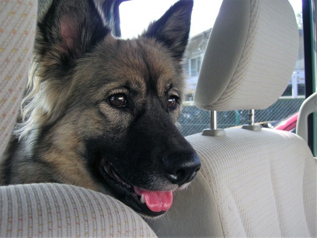 Image result for German Shepherd 犬 車で旅行する